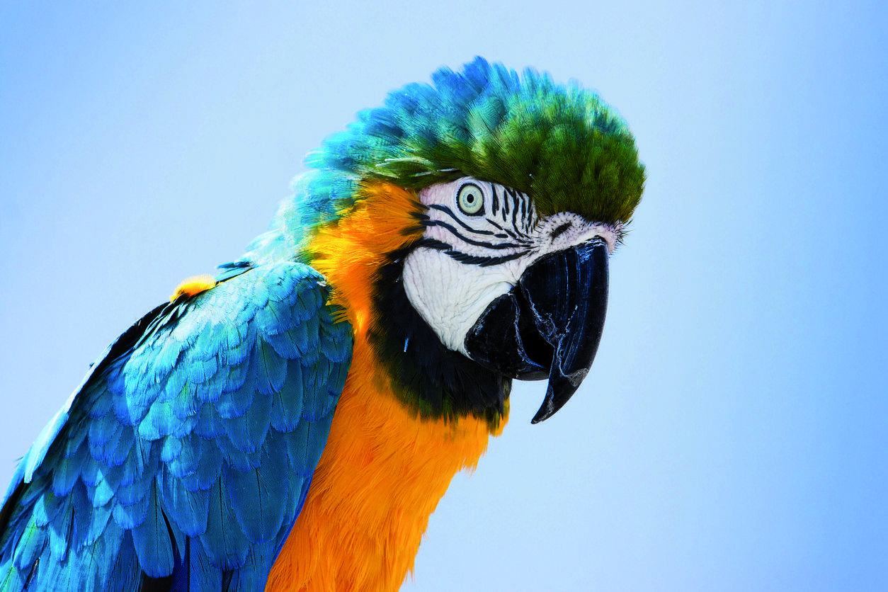 Tot sobre els guacamais. FOTO: Cedida 