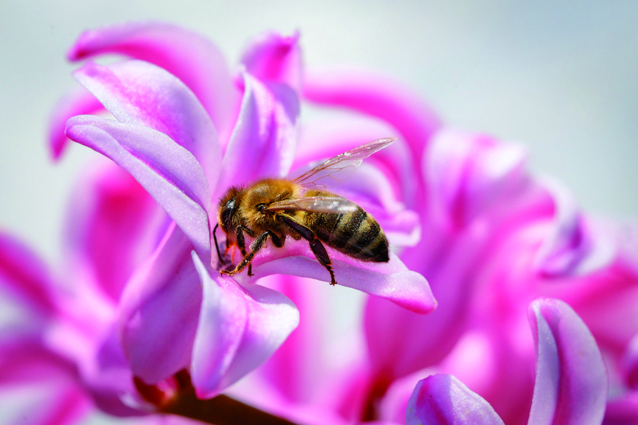 Les abelles i el món de la bellesa. FOTO: Cedida 