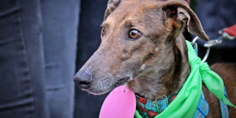 Un llebrer. FOTO: cedida