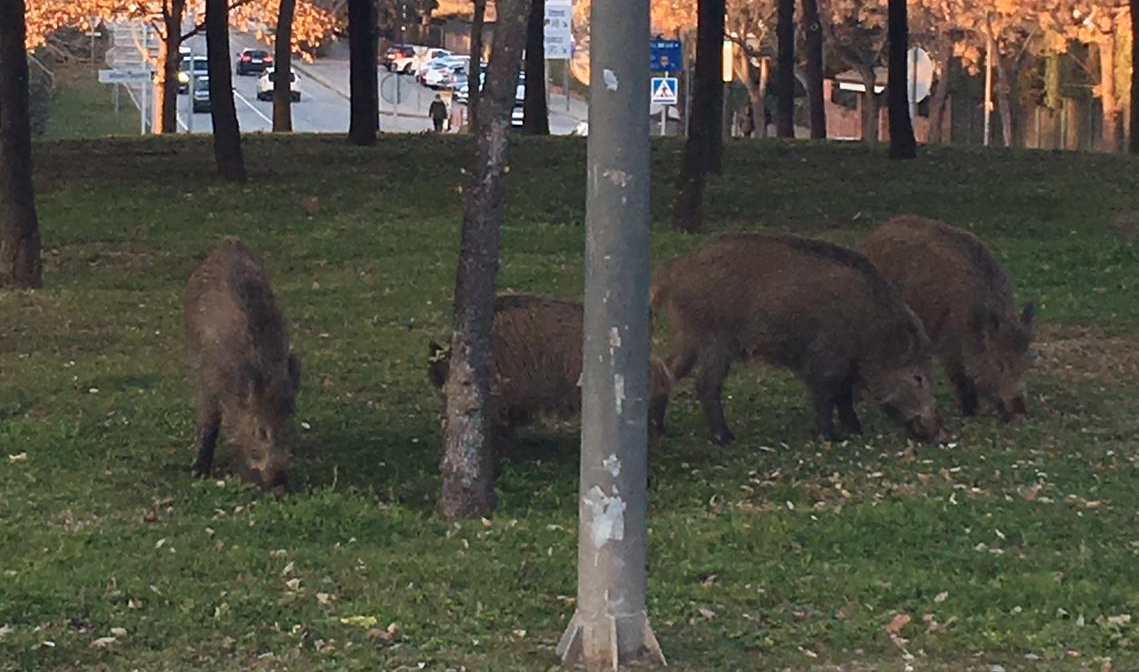 Els senglars, a la plaça del Vi de Sant Cugat FOTO: Cedida