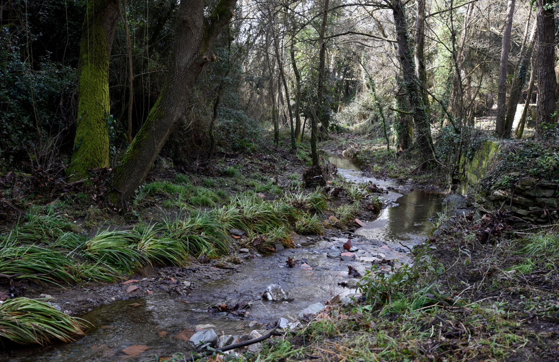 Els veïns alerten que la construcció de 260 cases posarà en perill la biodiversitat d'aquest entorn natural, a tocar de la riera de Vallvidrera FOTO: Bernat Millet
