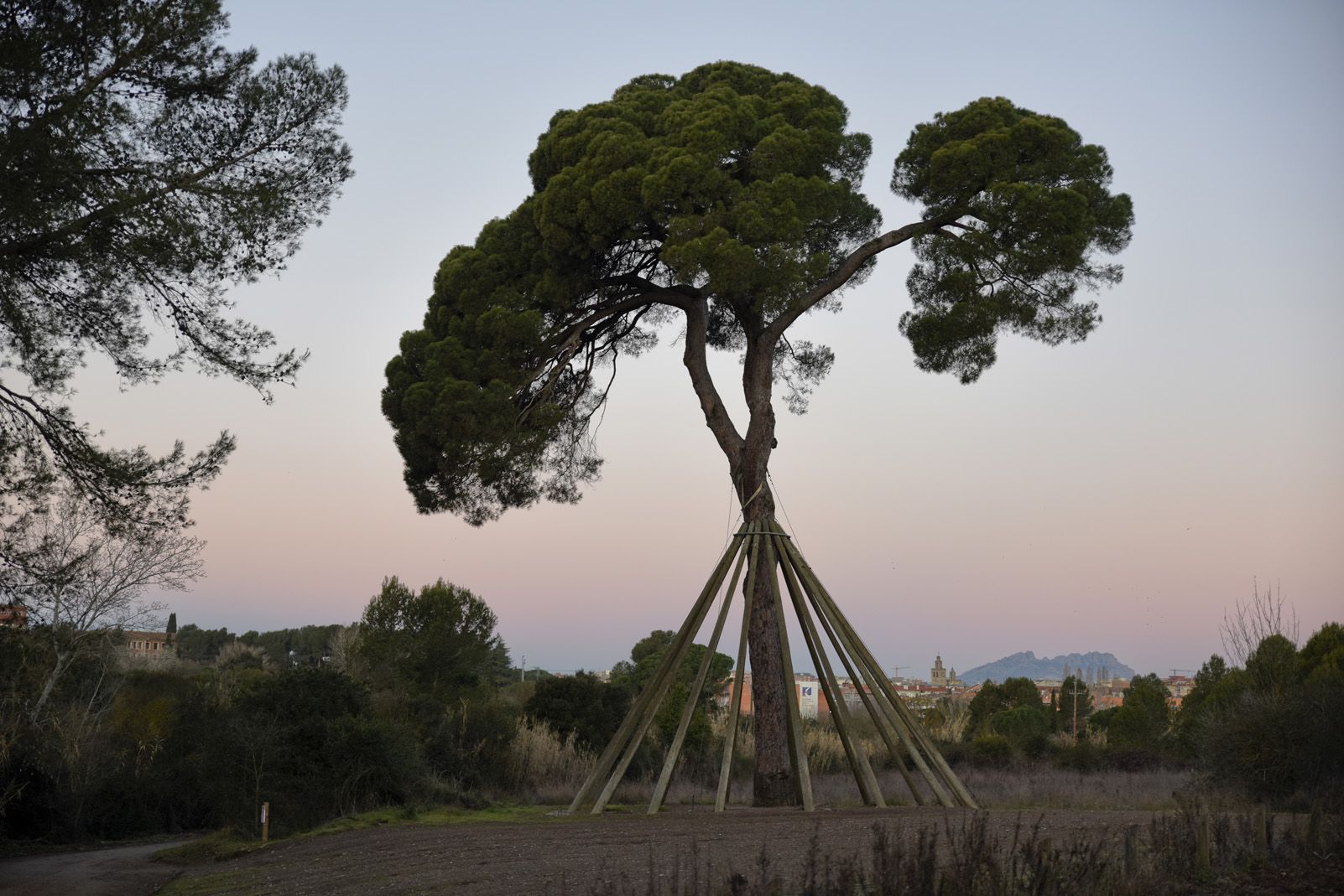 El Pi d'en Xandri a la portada del TOT. FOTO: Bernat Millet