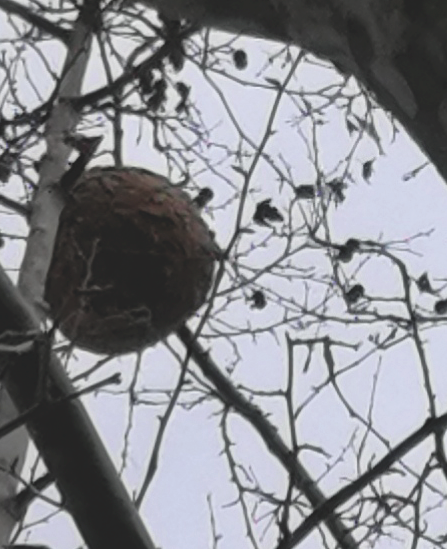 Niu d’abelles asiàtiques a Mira-sol. FOTO: Juanjo Monge