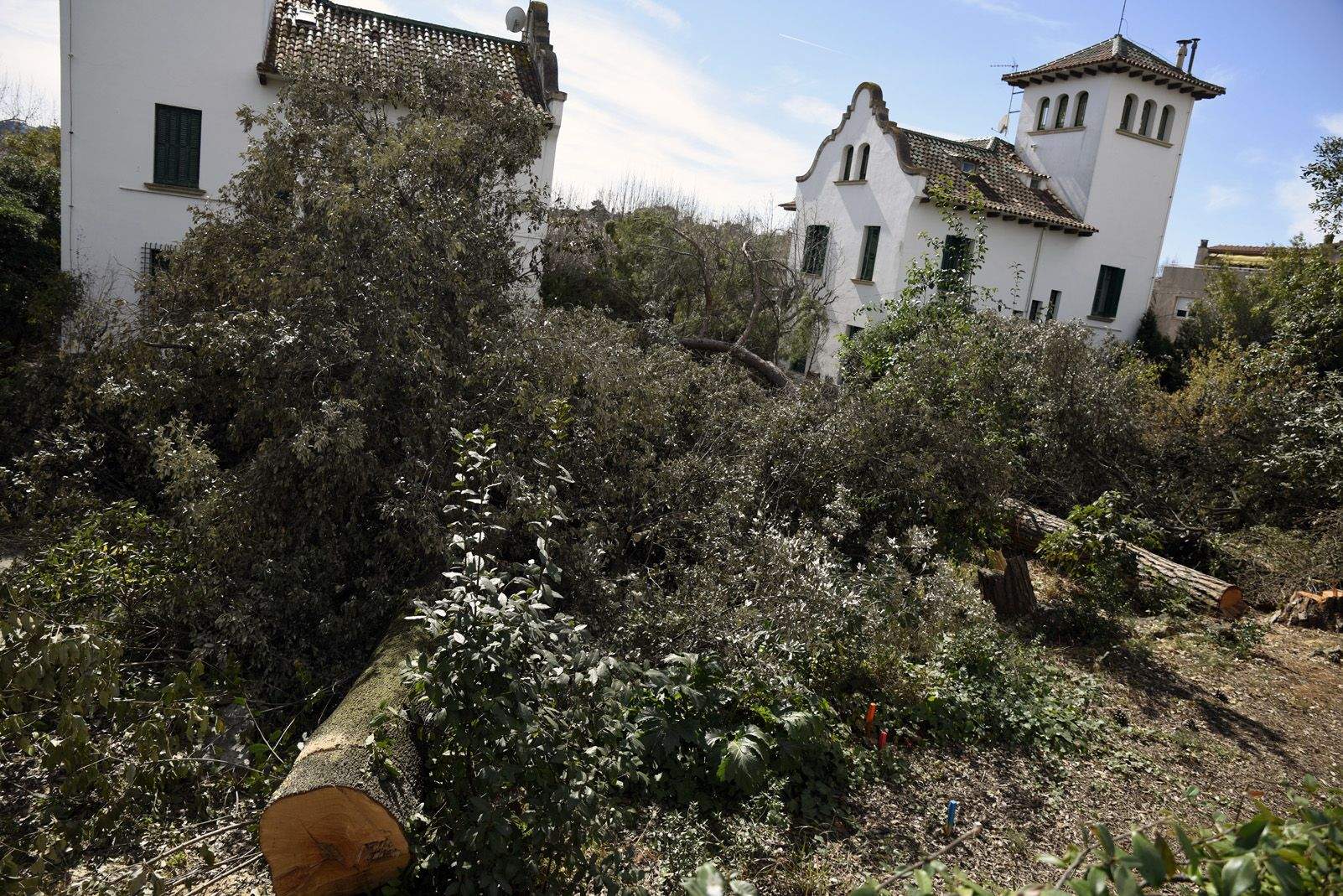 arbres talats sant cugat