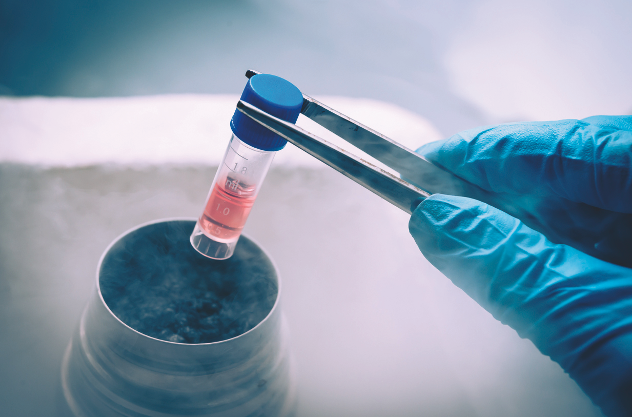 Les cèl·lules mare. FOTO: Cedida