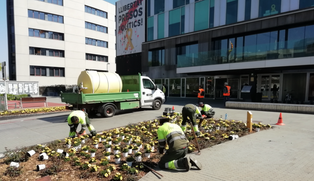 L'Ajuntament ha plantat flors grogues a la plaça de la Vila de Sant Cugat FOTO: TOT Sant Cugat