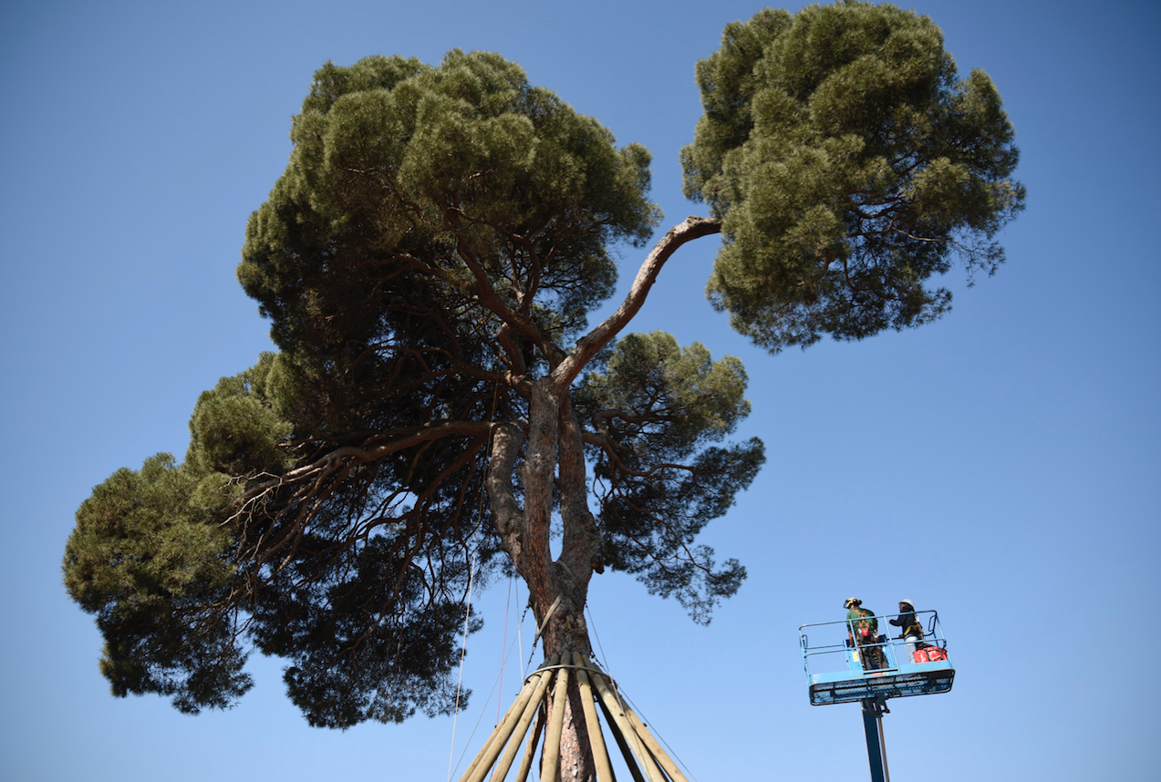 Revisió al Pi d'en Xandri FOTO: Bernat Millet