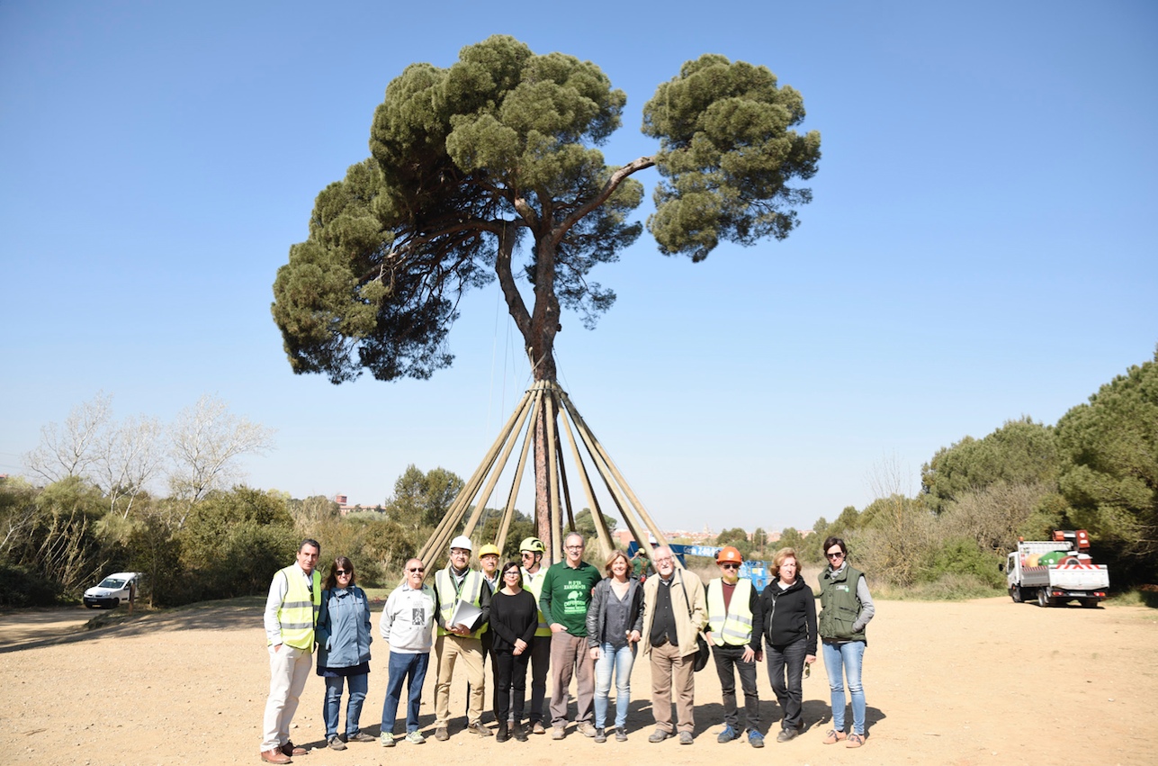 Pi Xandri Collserola Sant Cugat 3