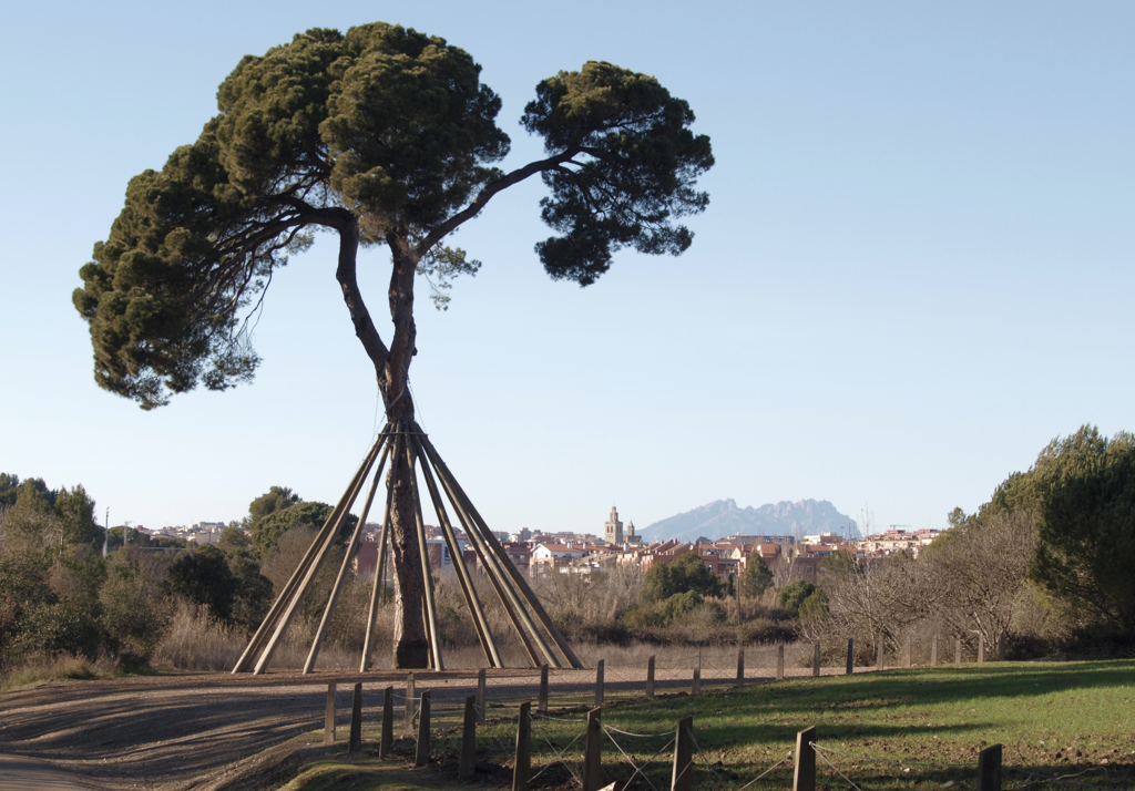 El Pi d'En Xandri, símbol de Sant Cugat FOTO: Artur Ribera