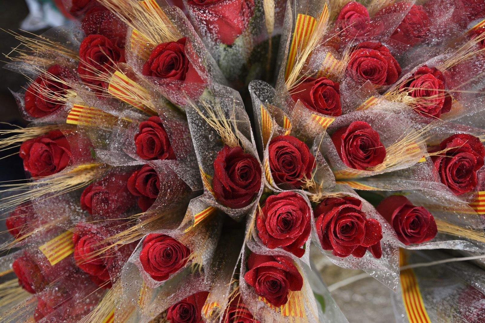 Roses vermelles de la diada de Sant Jordi. Foto: Bernat Millet.