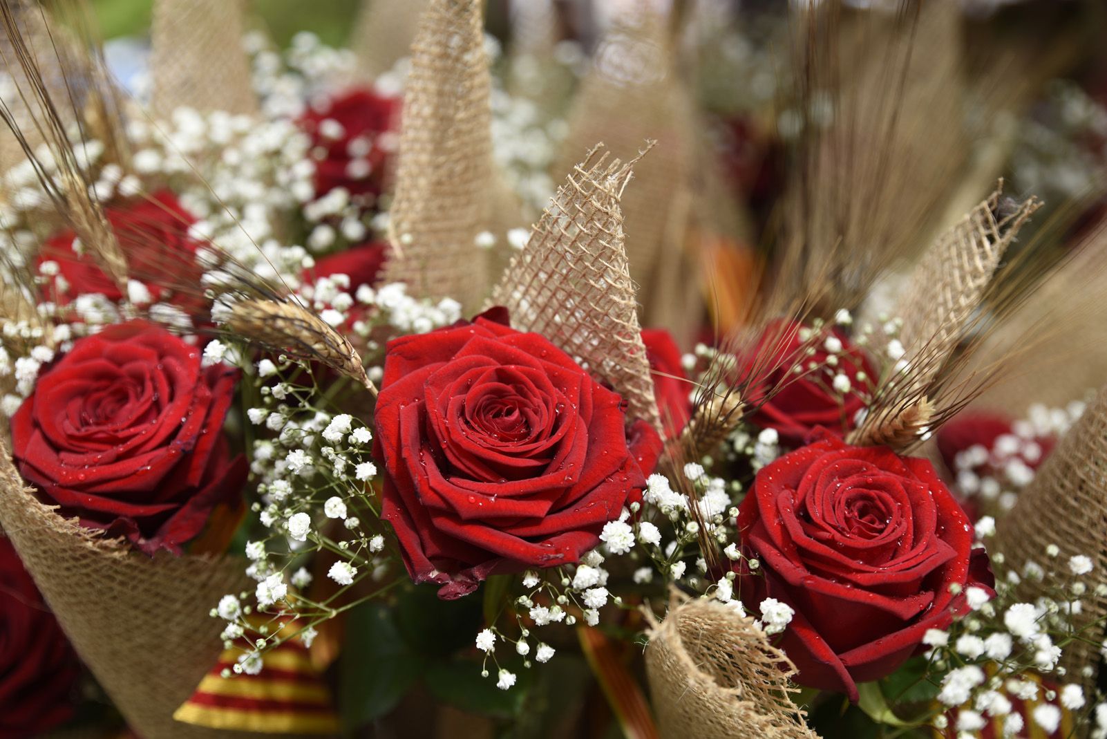 La diada de Sant Jordi a Sant Cugat. Foto: Bernat Millet.