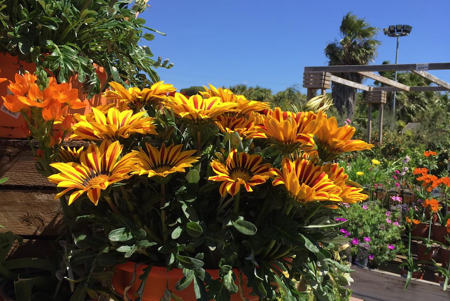 Un moment únic si vols posar a punt les teves plantes FOTO: Cedida (Jardiland)