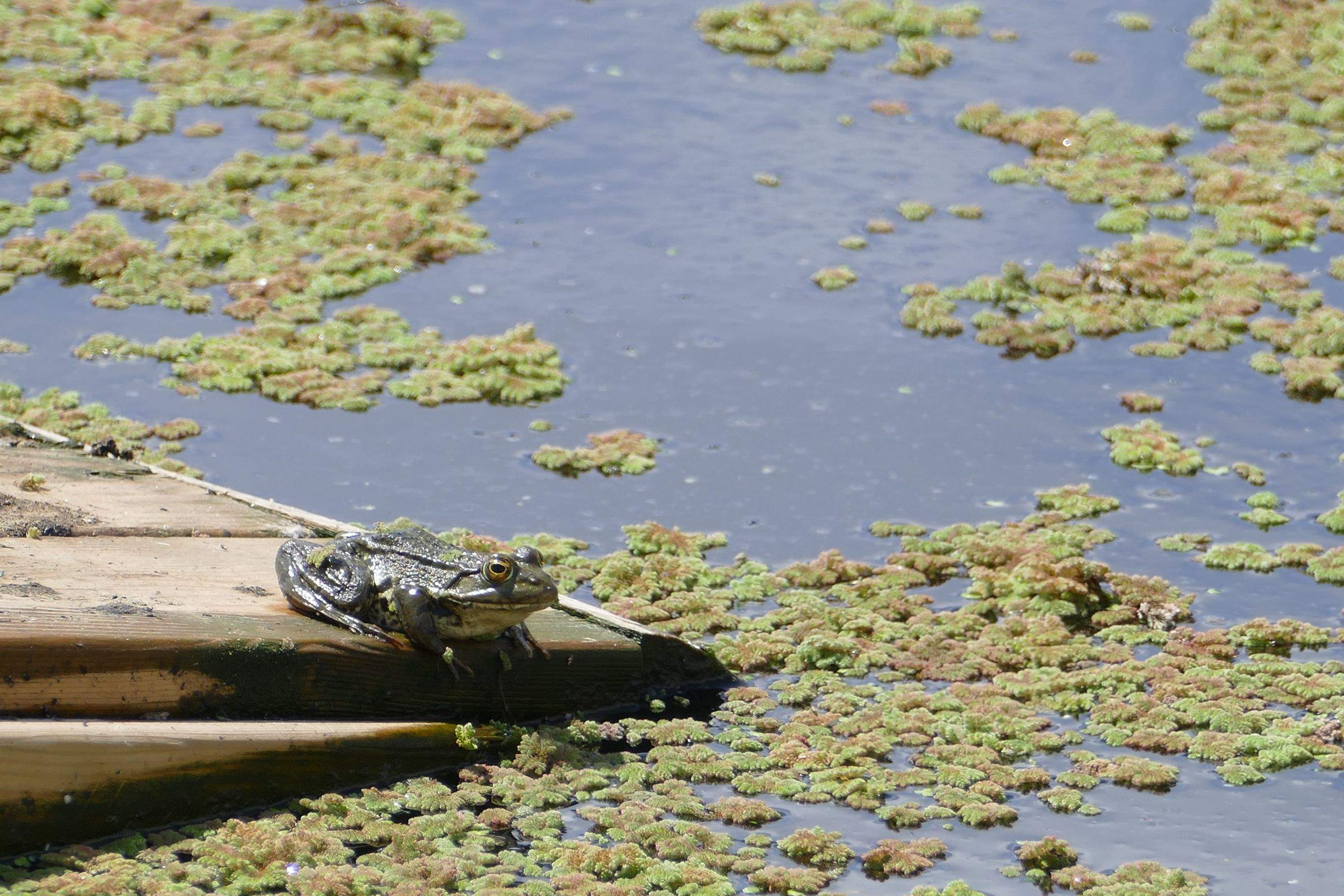 Entorn naturalitzat de l'Estació Depuradora d'Aigües Residuals de Palau-saverdera FOTO: Cedida