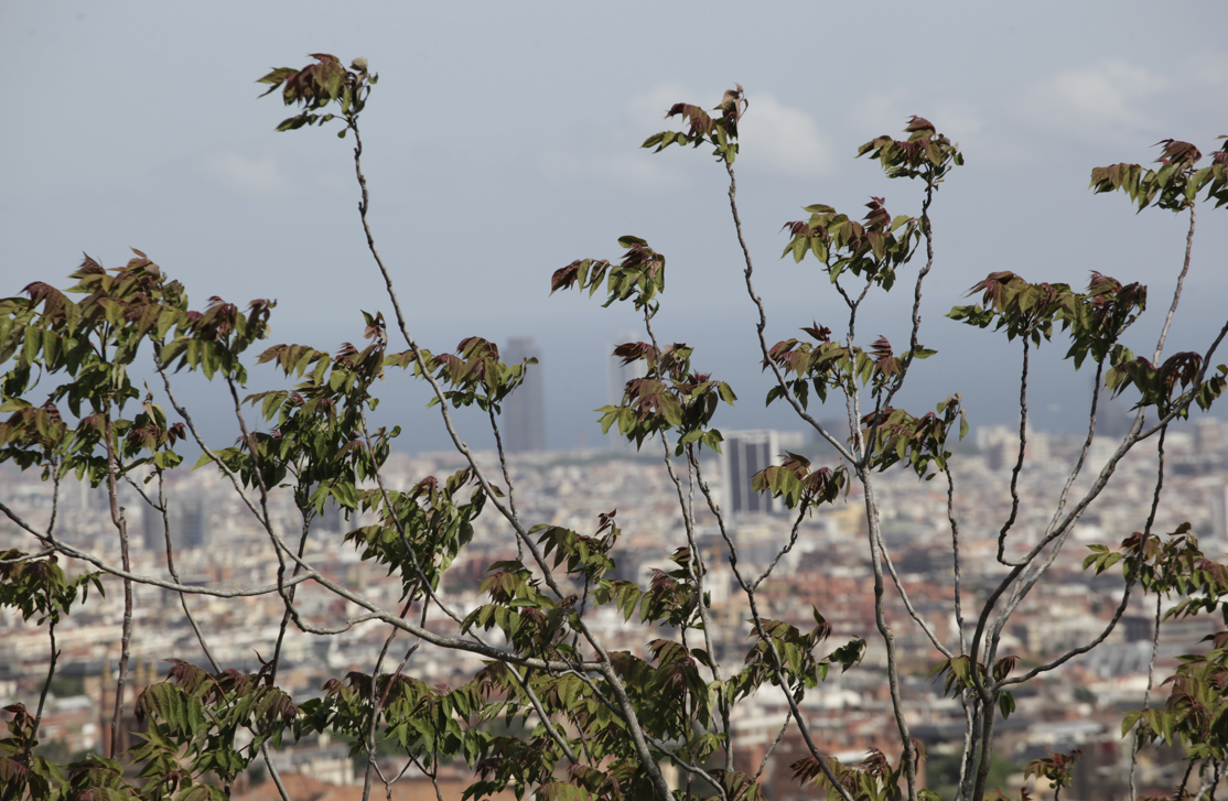 L'ailant es troba en diverses zones de Collserola FOTO: Artur Ribera