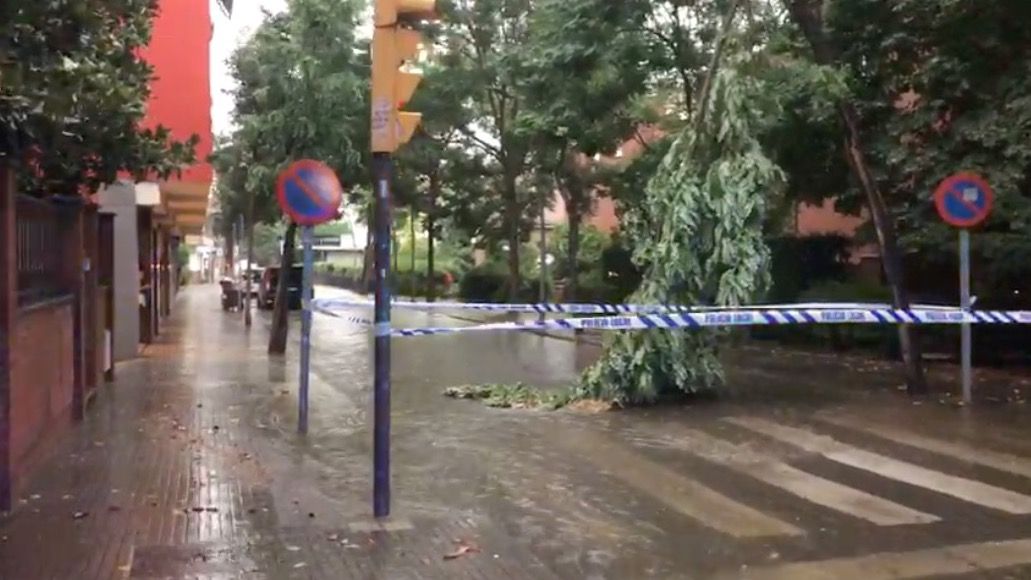 Arbre caigut per la pluja. FOTO: Cedida