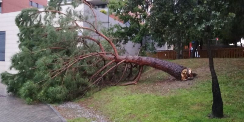 Arbre caigut a Volpelleres. @iggyseuva