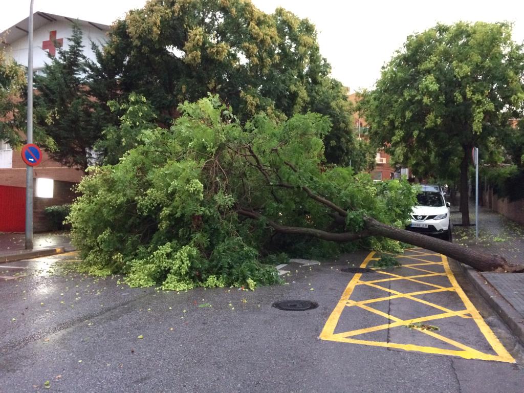 Arbres caiguts durant la tempesta a Sant Cugat. Foto: Cedida.