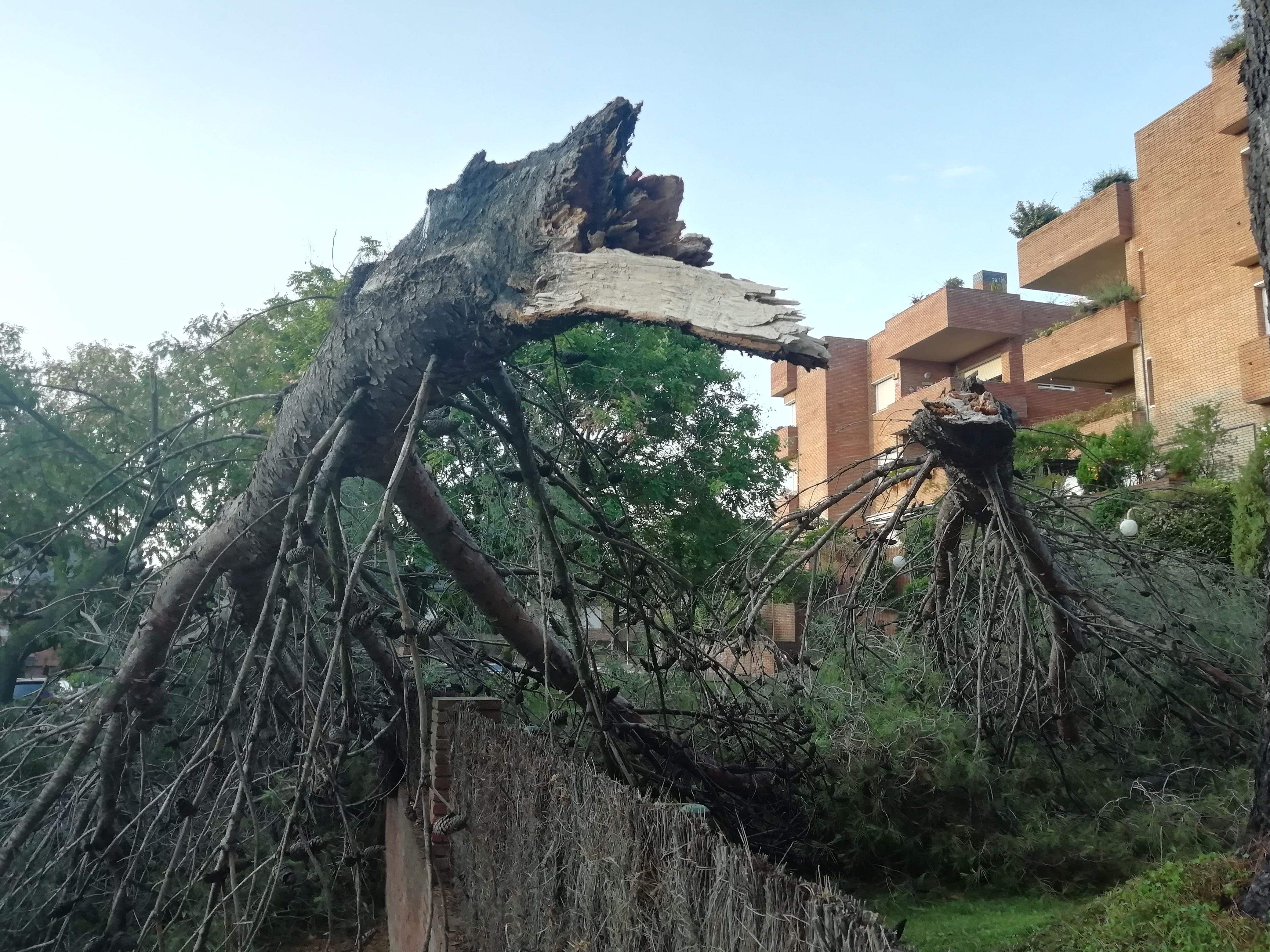 Arbres caiguts durant la tempesta a Sant Cugat. Foto: Bernat Bellla.
