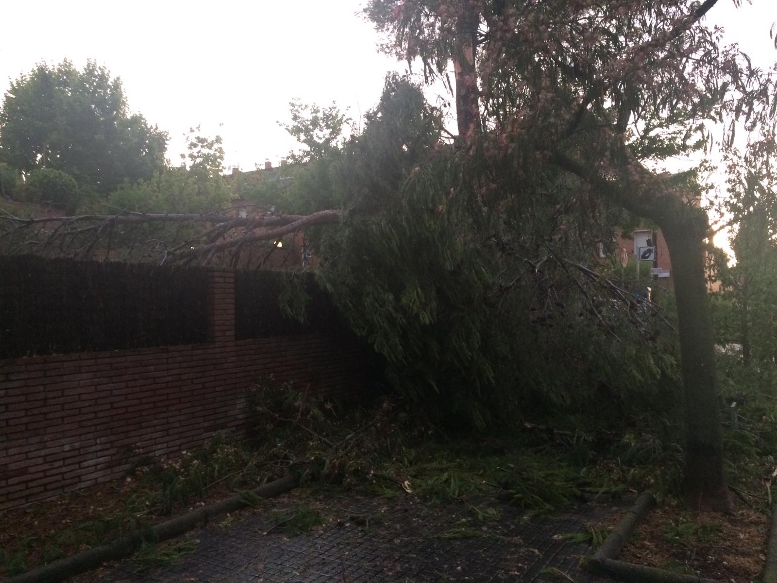 Arbres caiguts durant la tempesta a Sant Cugat. Foto: Cedida.