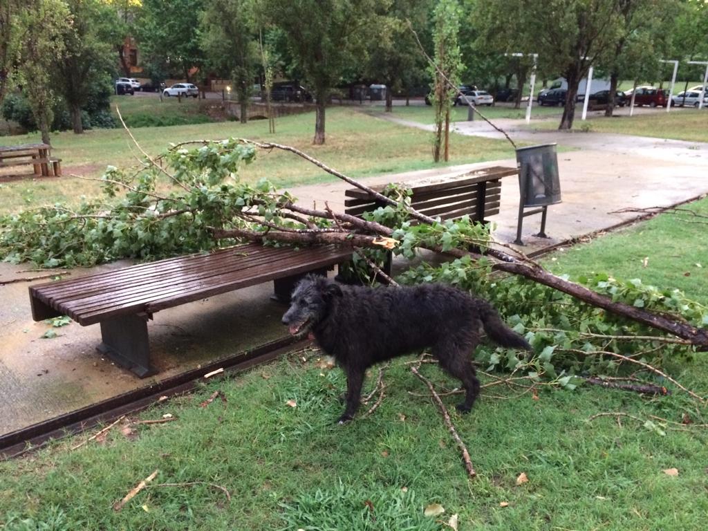 Arbres caiguts durant la tempesta a Sant Cugat. Foto: Cedida.