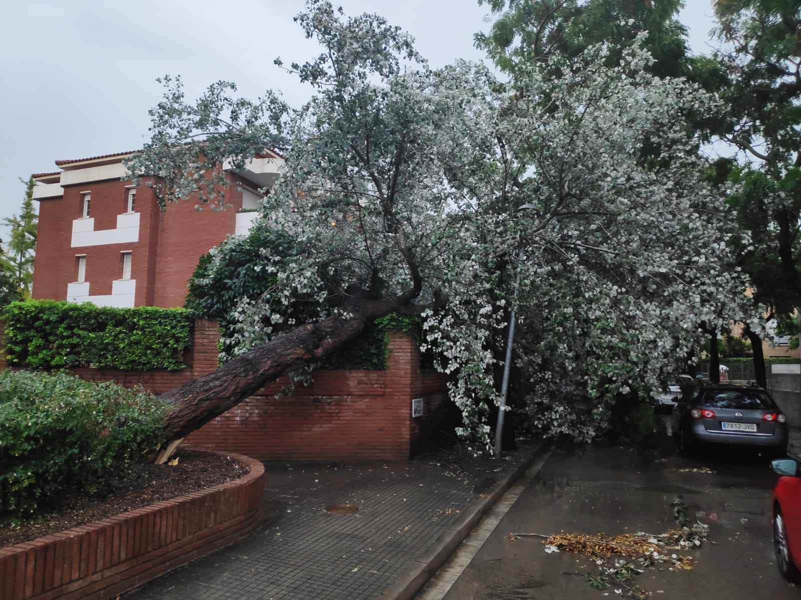 Arbres caiguts durant la tempesta a Sant Cugat. Foto: Cedida.