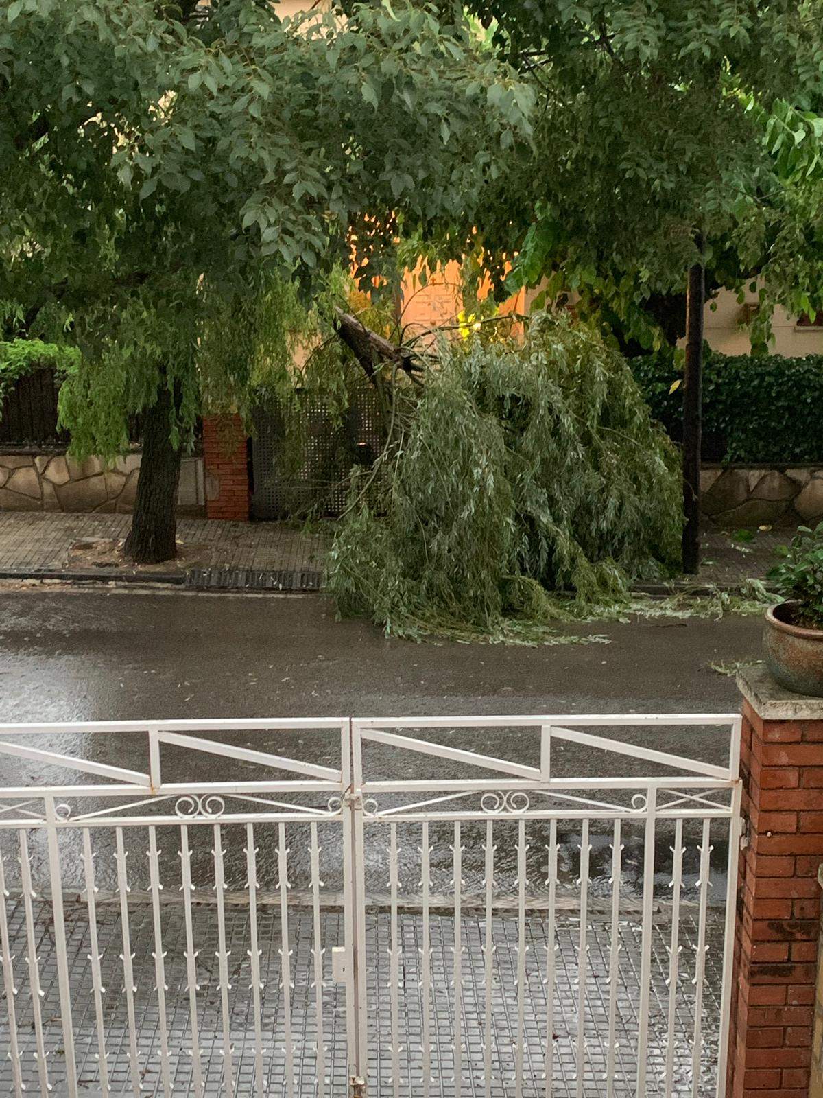 Arbres caiguts durant la tempesta a Sant Cugat. Foto: Cedida.