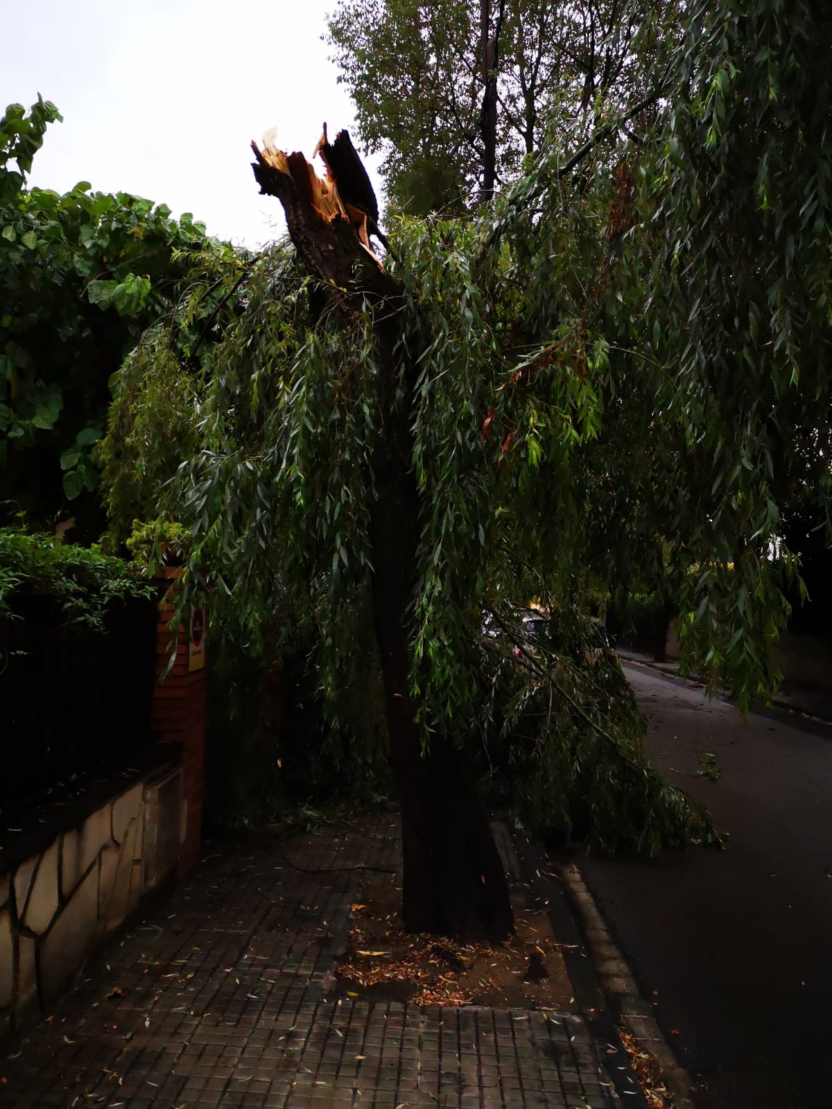 Arbres caiguts durant la tempesta a Sant Cugat. Foto: Cedida.