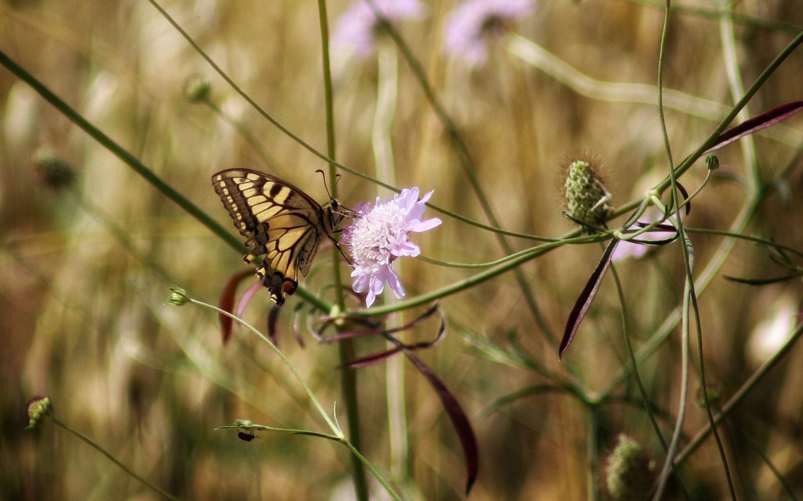 "Bellesa fràgil" a Tàrrega. Foto: Cristina Burguillos Viladot.