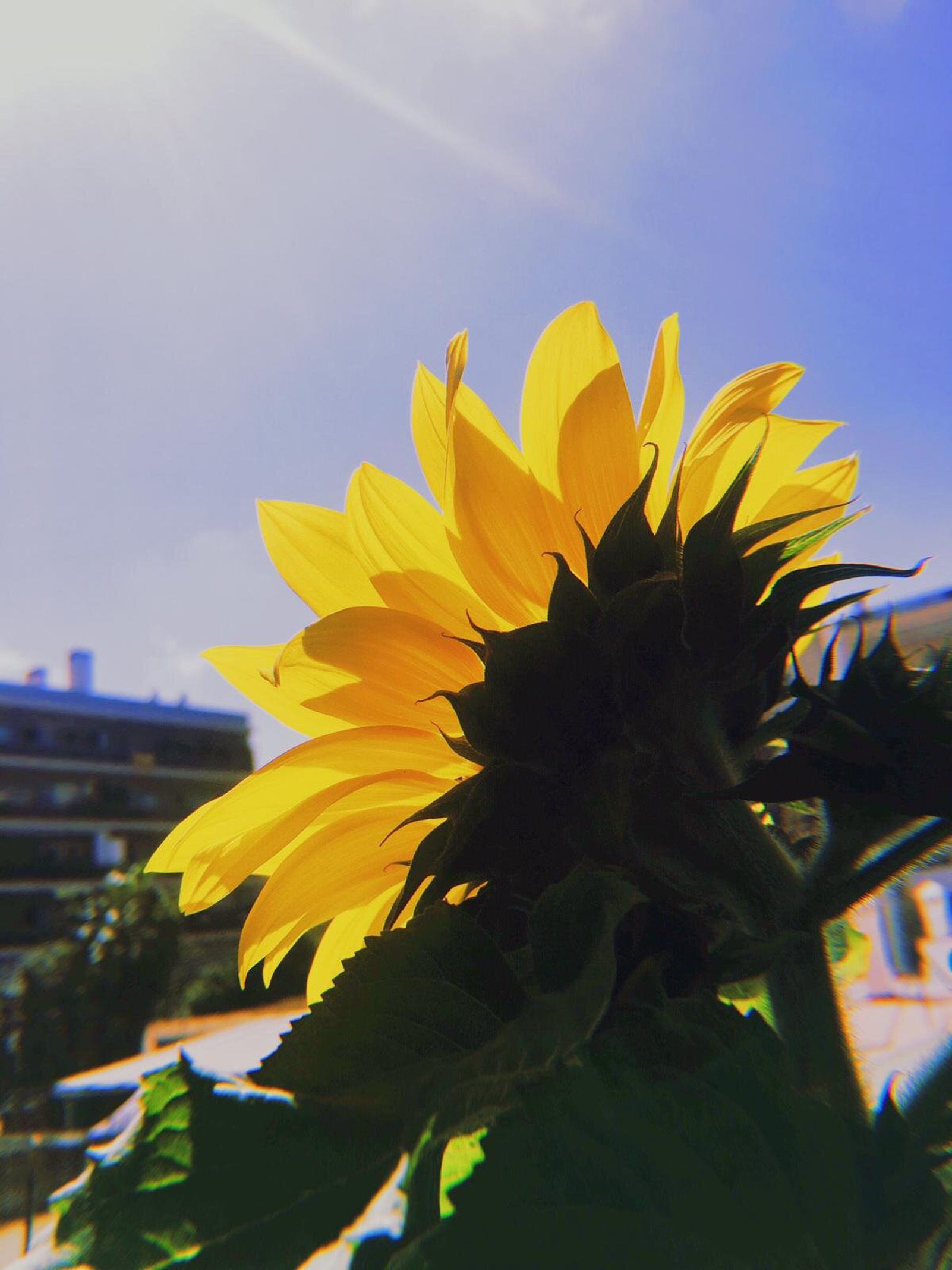 "Gira amb el Sol" a Barcelona. Foto: Eila Maber Tavarez.