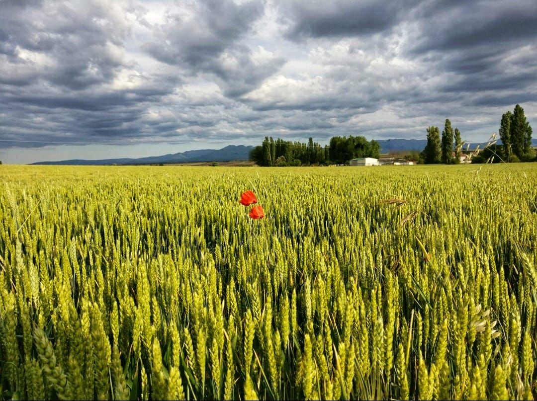 "Roselles en mig d'un camp de blat verd" a Bercimuel, Segovia. Foto: Lucas Moreno Sanz.