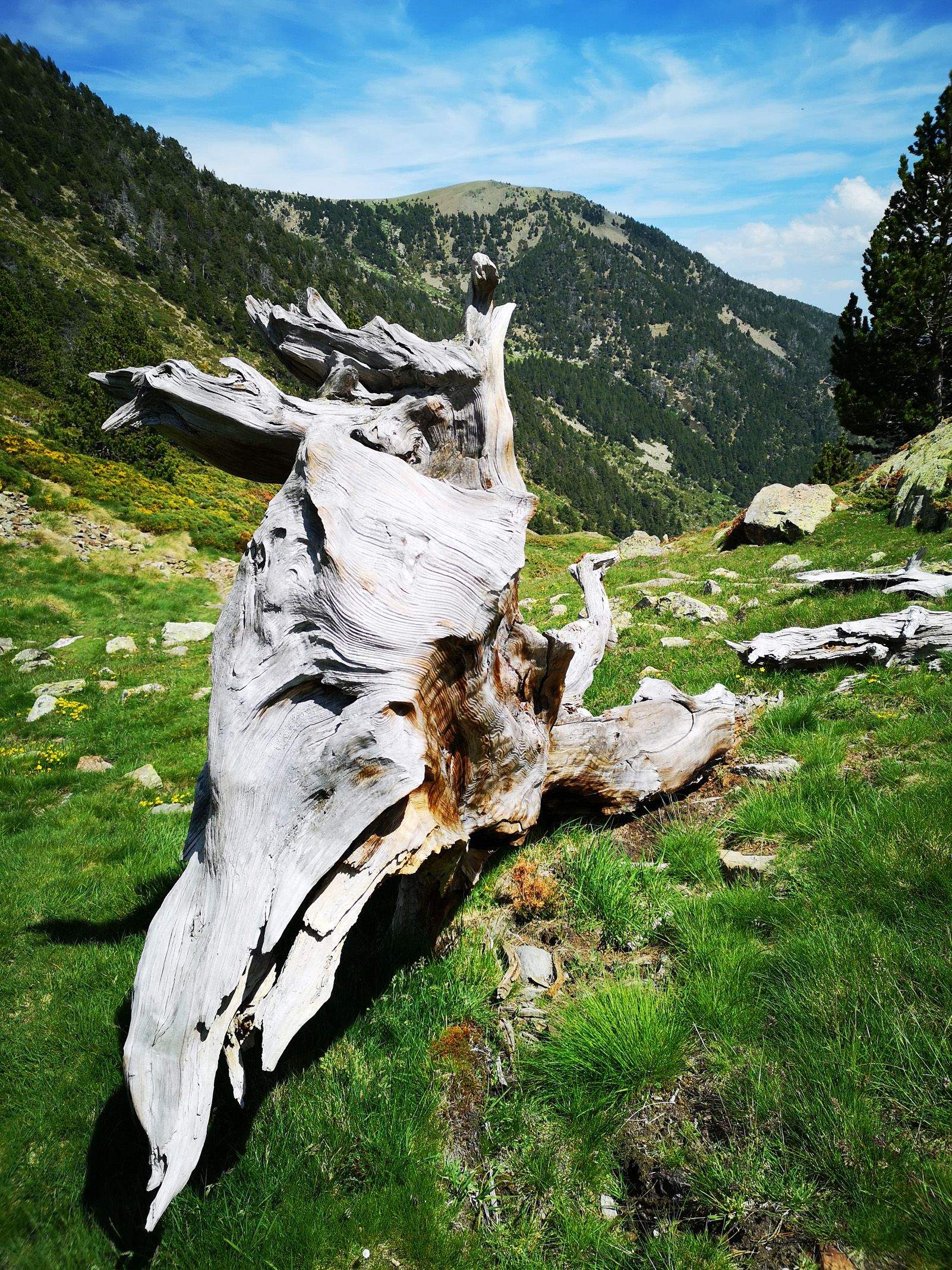 "Socaterra" a La Cerdanya. Foto: Marc Ferrer Dalmau.