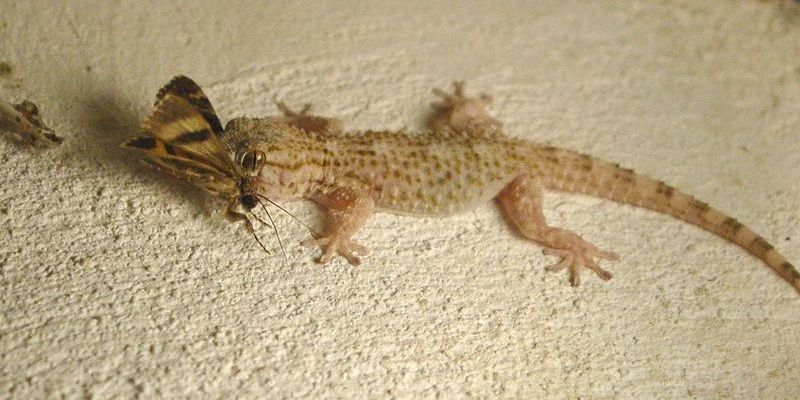 800px Gecko with moth