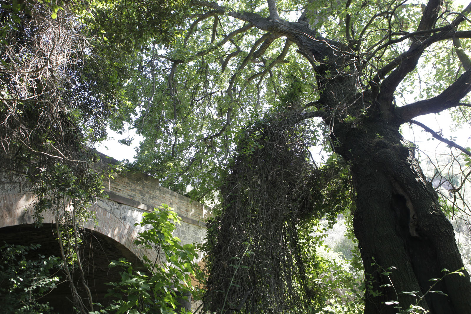 El roure del pont de Ca n'Ubach FOTO: Artur Ribera