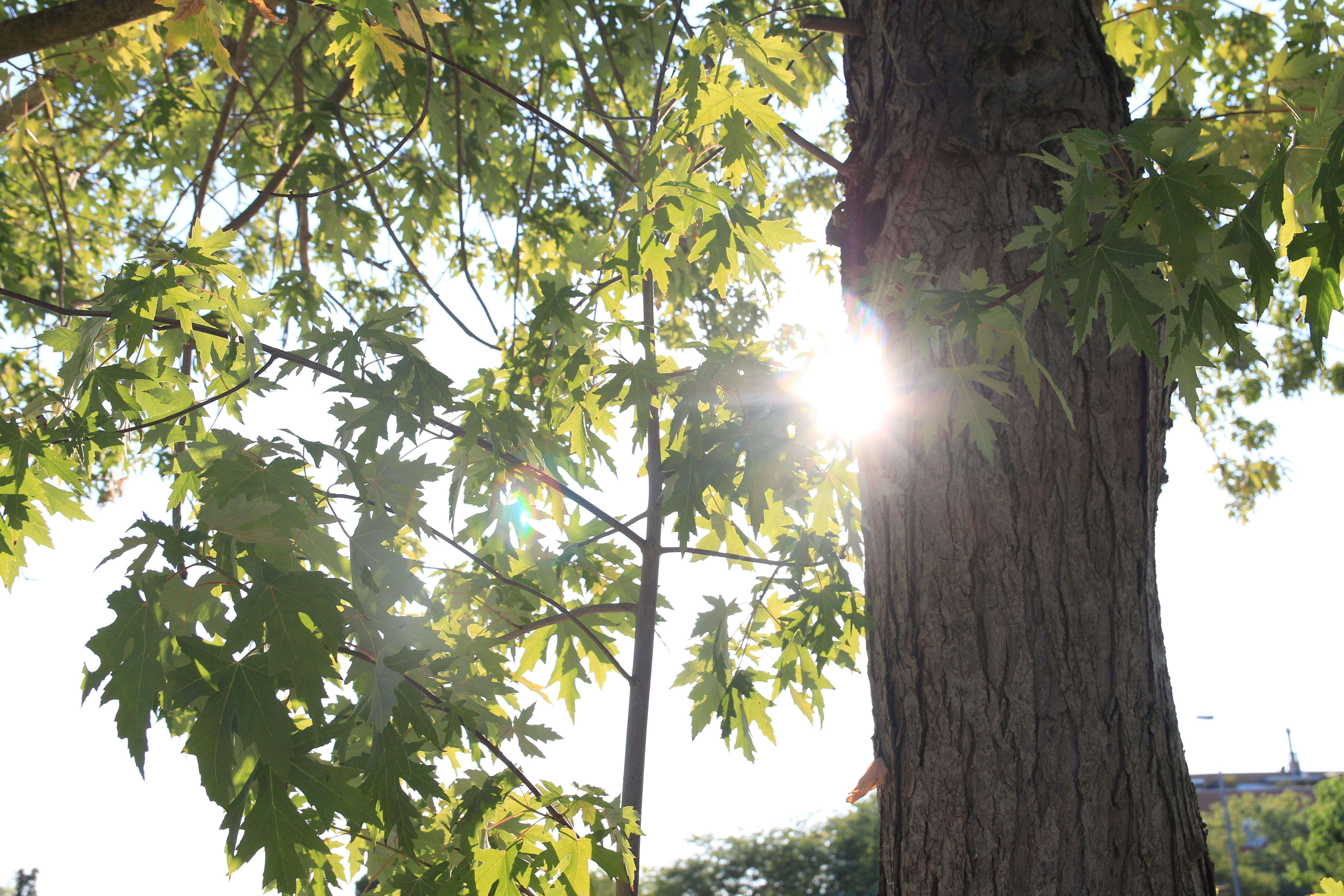 La calor serà la protagonista del cap de setmana a Cerdanyola del Vallès. FOTO: Lali Álvarez