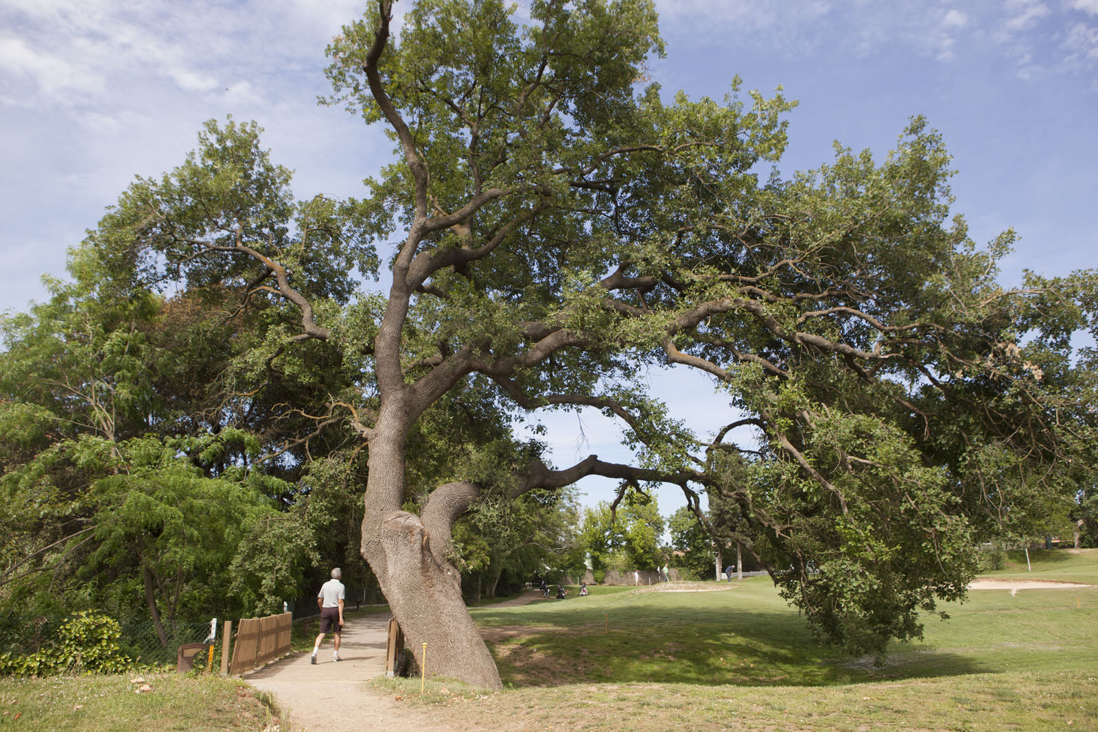 El roure del Torrent de Saladrigues es troba al Club de Golf Sant Cugat FOTO: Artur Ribera