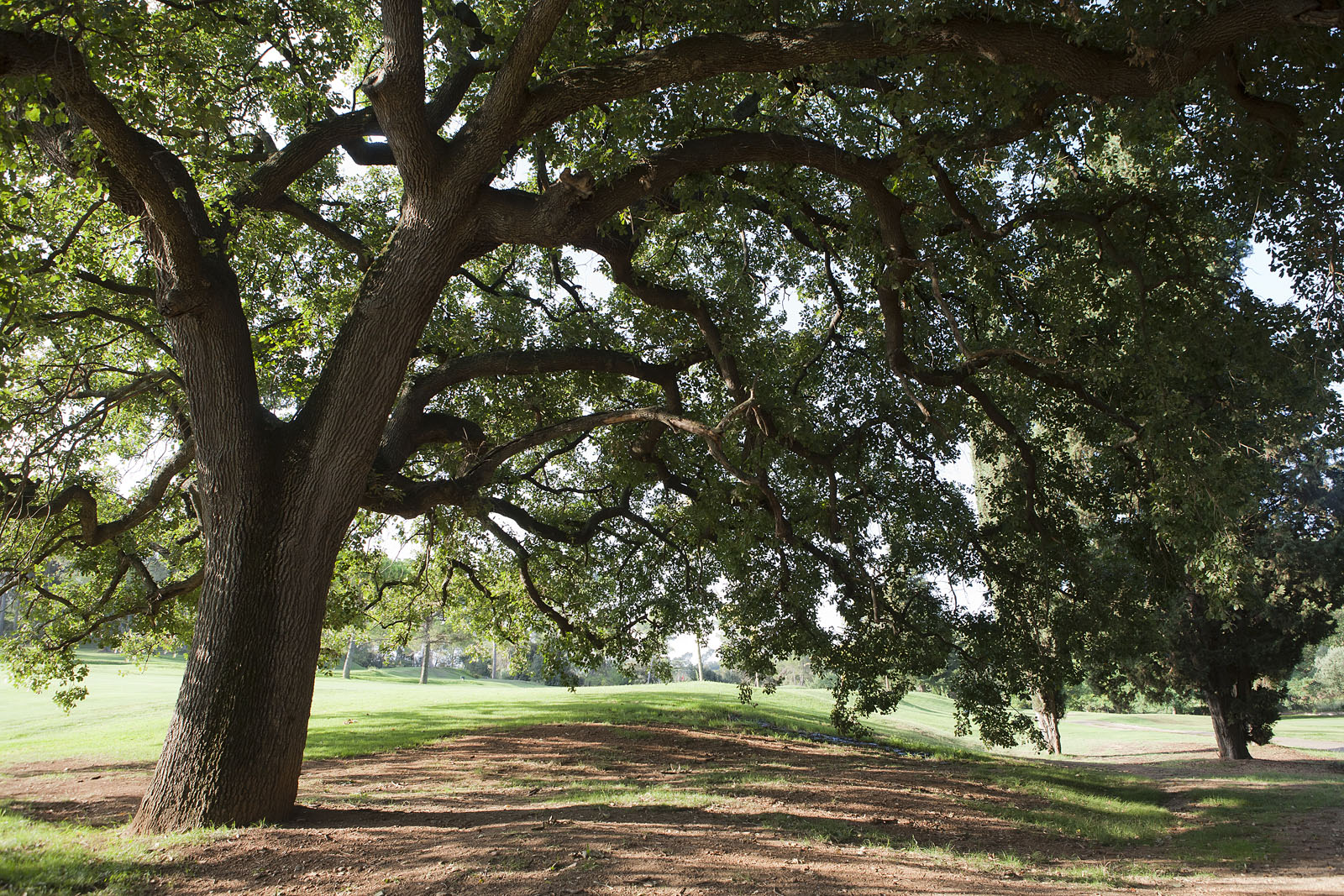 El roure Gros del Camp de Golf podria tenir més de 300 anys d'antiguitat FOTO: Artur Ribera