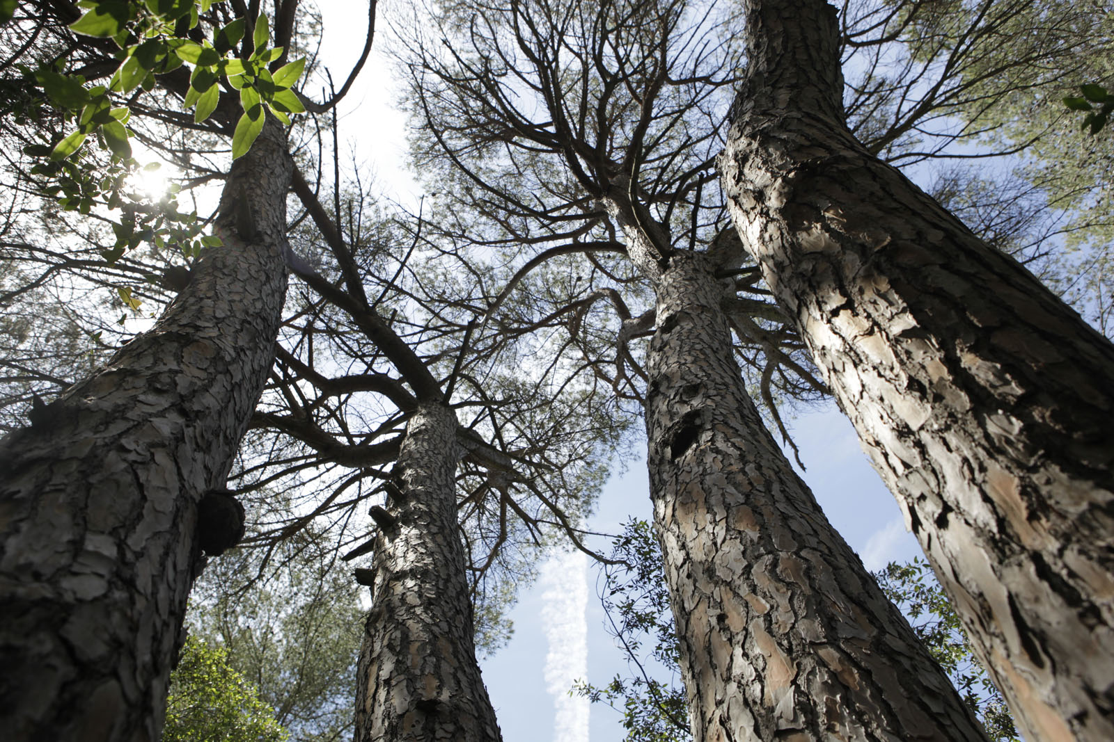 El Pi de les Quatre Branques és un dels arbres més característics de Sant Cugat FOTO: Artur Ribera