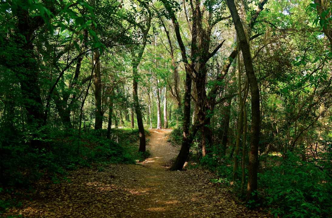 Bosc de Volpelleres. FOTO: Tino Rubio