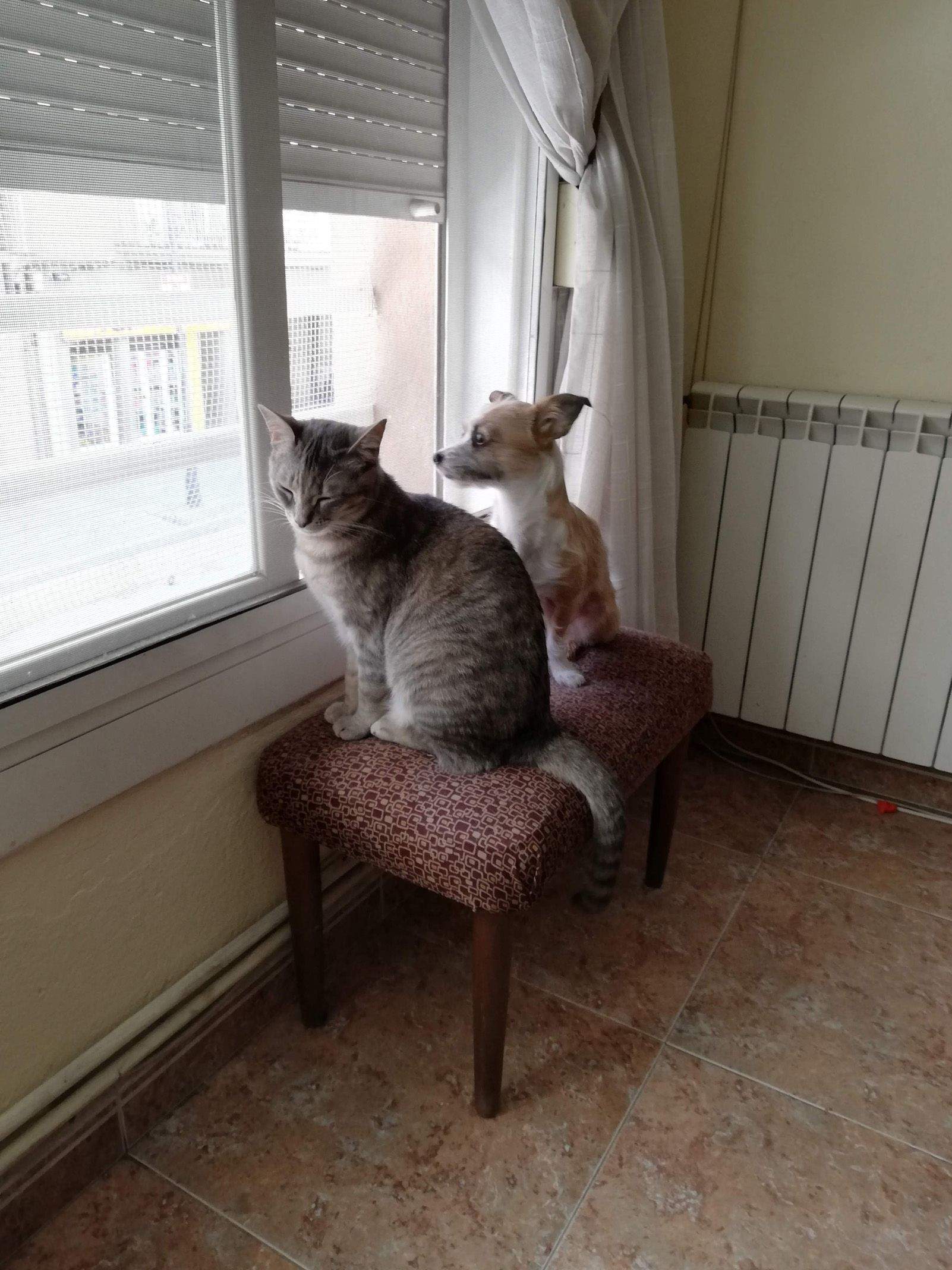 "vigilando" Foto: Felipe Valero Liron.