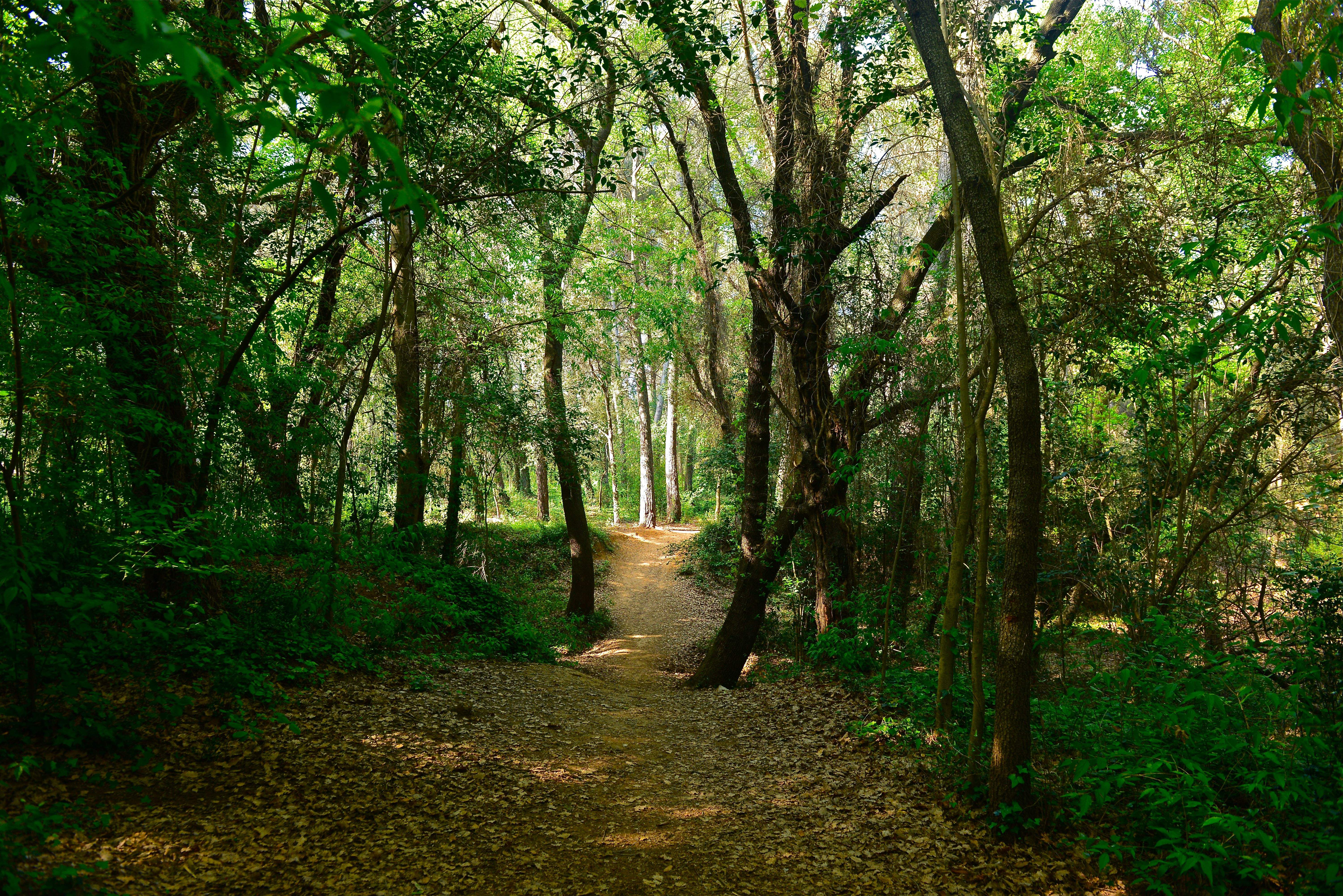 Imatge del camí del Bosc de Volpelleres. FOTO: Arxiu