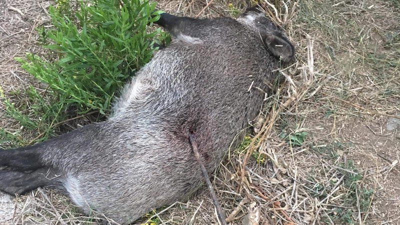 El senglar apareixia mort travessat per una llança a les Planes. FOTO: Cedida