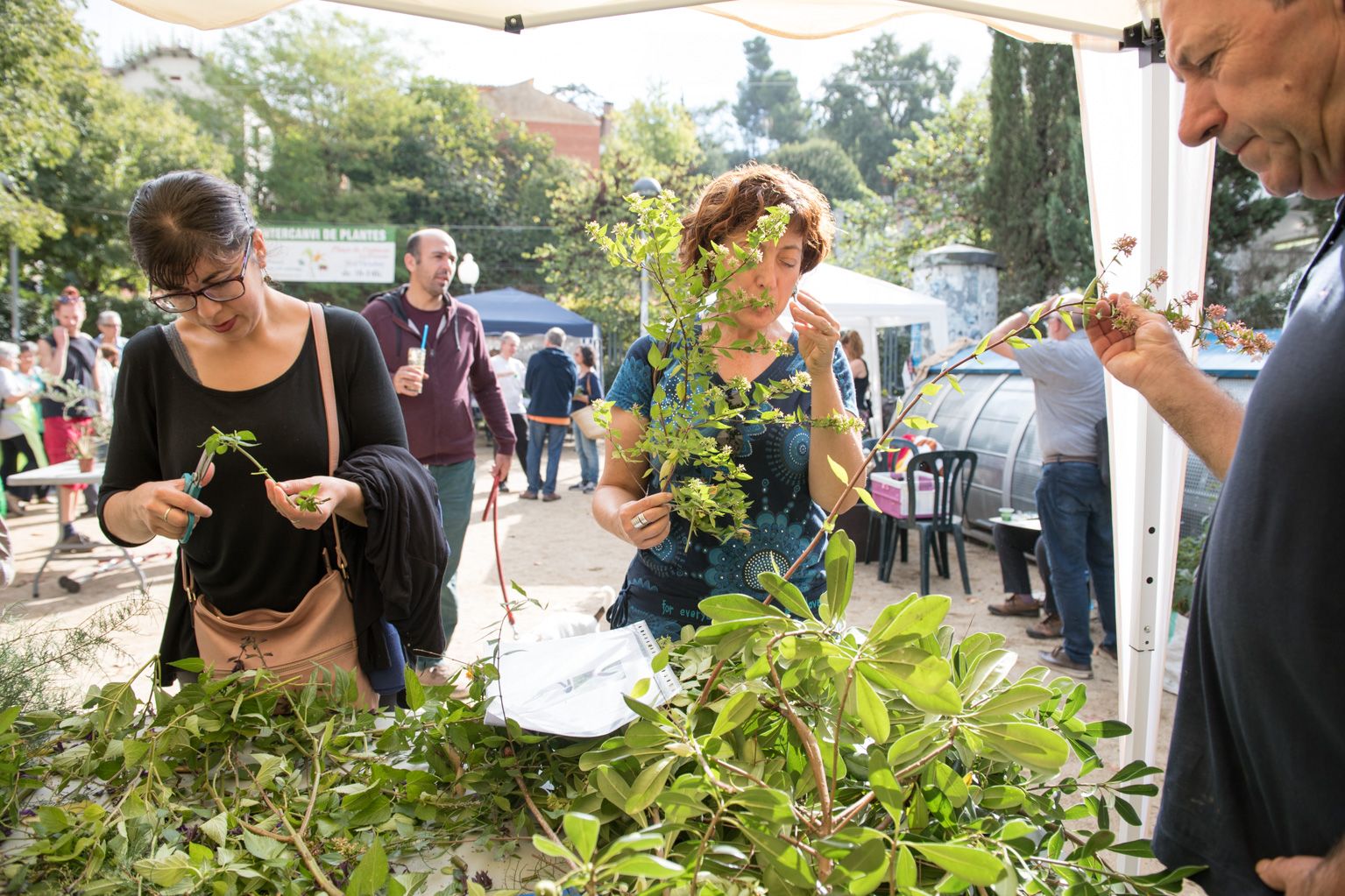 12a Fira d'intercanvi de plantes Plaça de l'estació de la Floresta. Foto: Miguel López Mallach