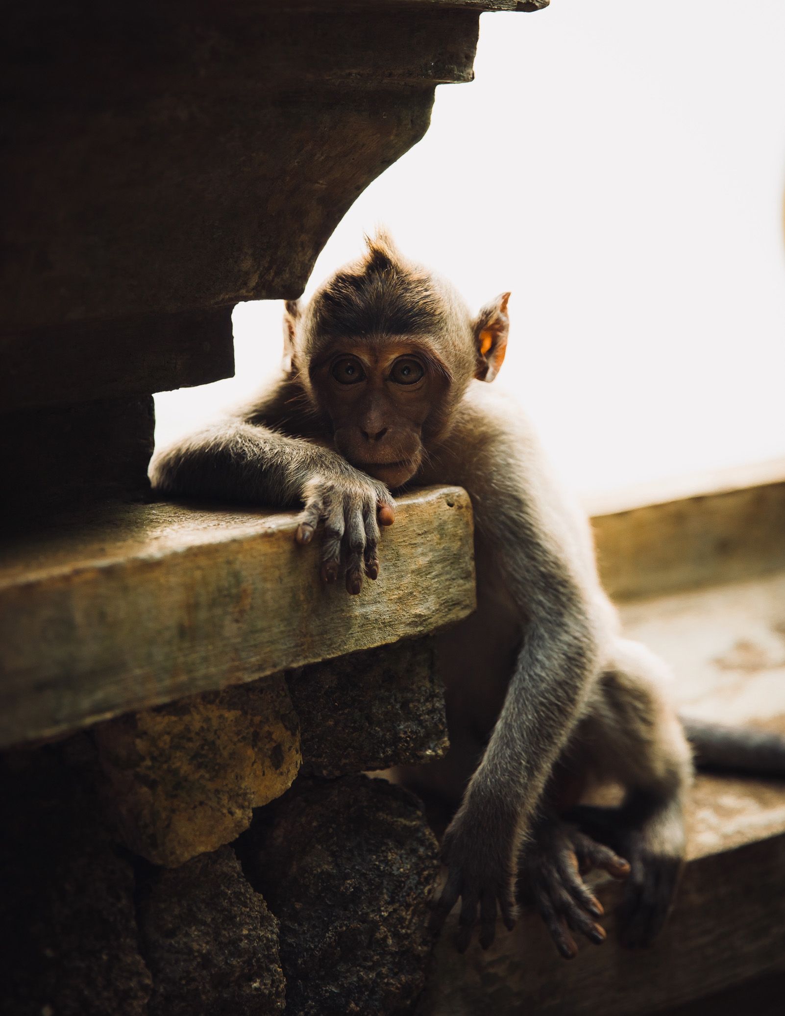 5è Premi Viatges: "Una mirada penetrant" Bali, Indonesia. Foto: Gonzalo Pasquier