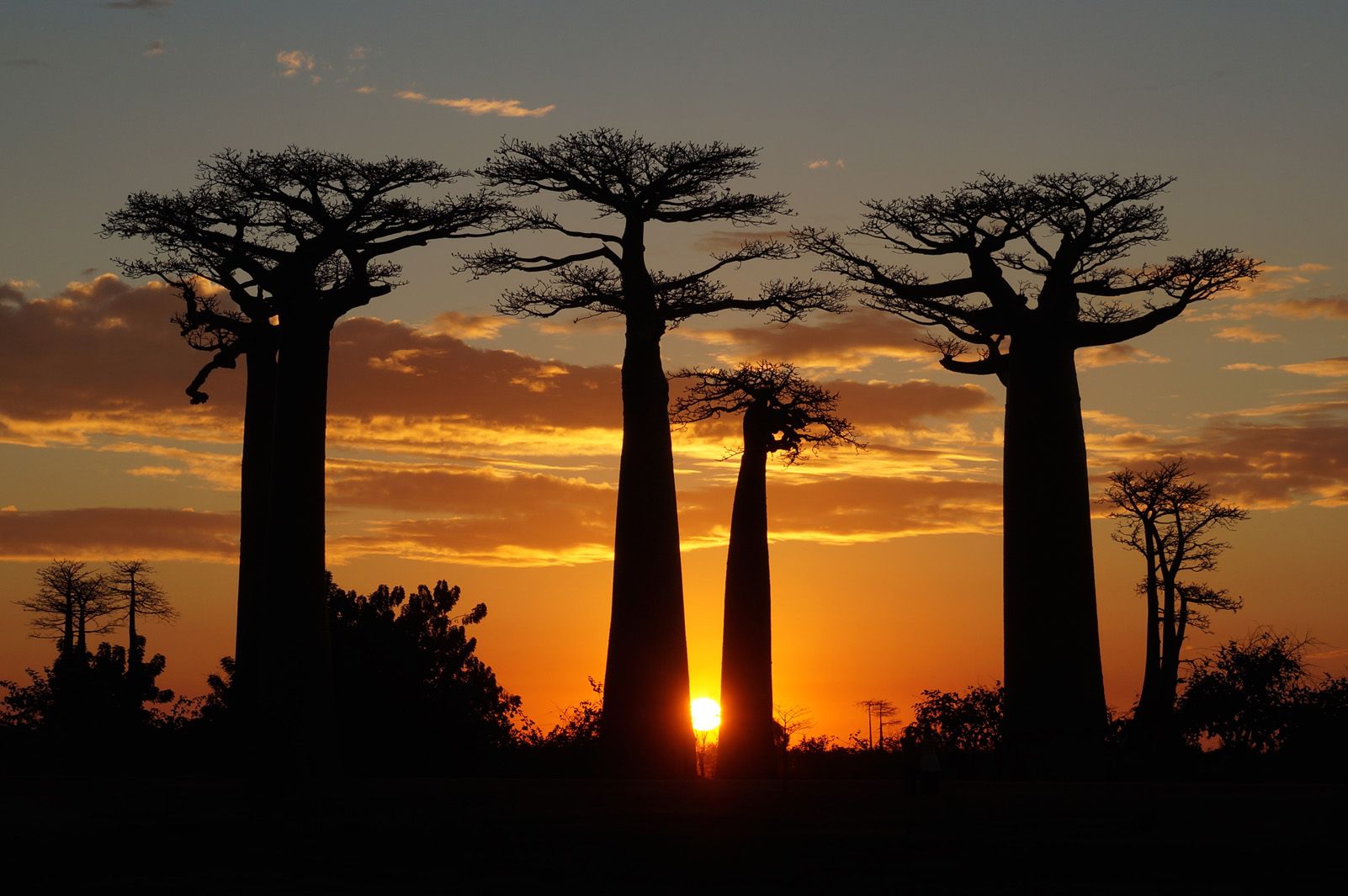 7è Premi Viatges: "Baobabs" a Madagascar. Foto: Elena Maristany Bosch.