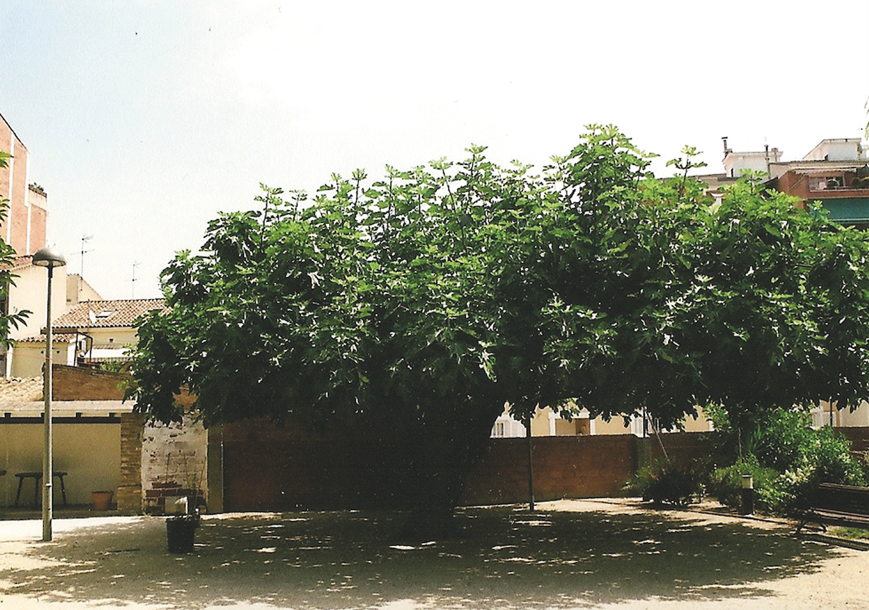 La figuera de la Llar d'Avis de la Parròquia, al pati de Can Gatxet. FOTO: Cedida