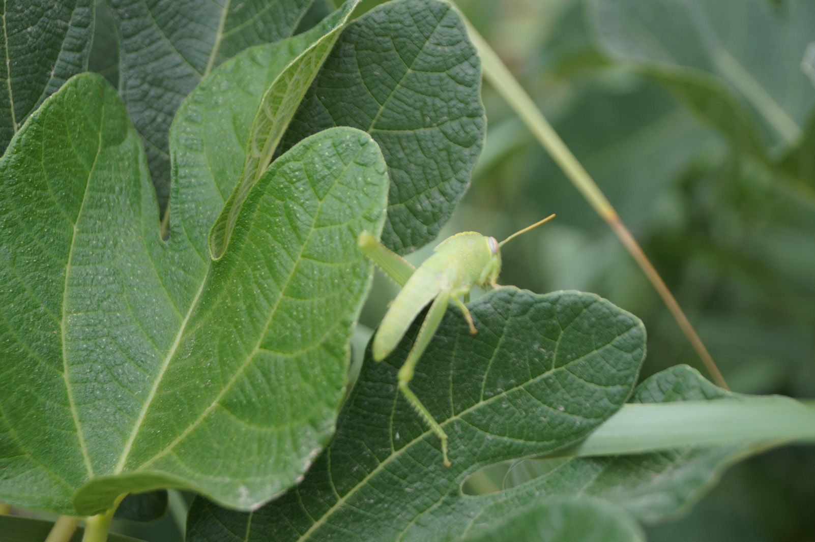 Sara Oriol Cañavate   Escalant la figuera   Valldoreix