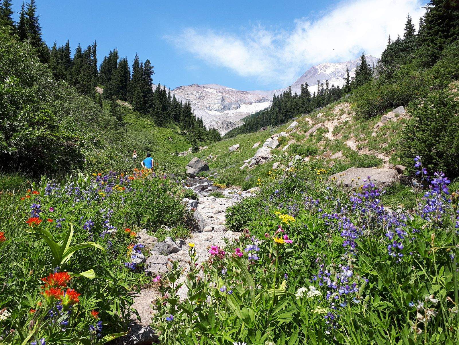 Toni Izquierdo Alsina   Una caminata colorida   Mount Hood, Oregon, EEUU