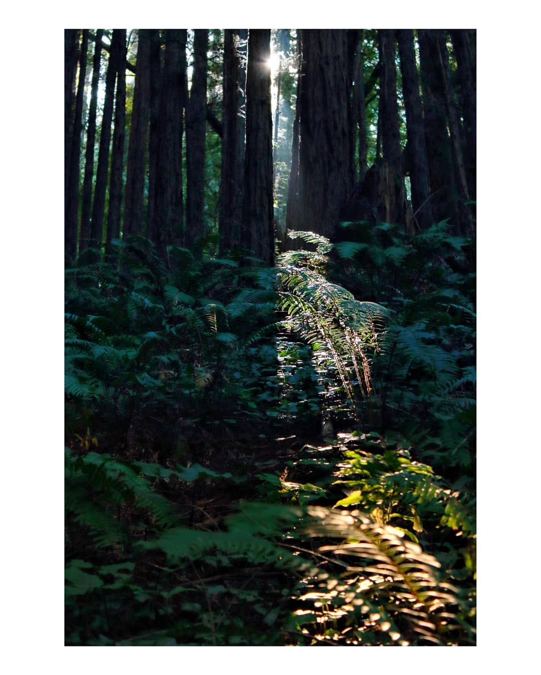 astrue photo   Vitralls del bosc