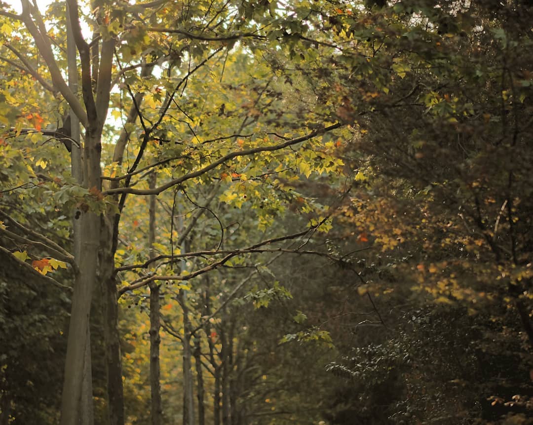 betta spl    La tardor ja és aquí