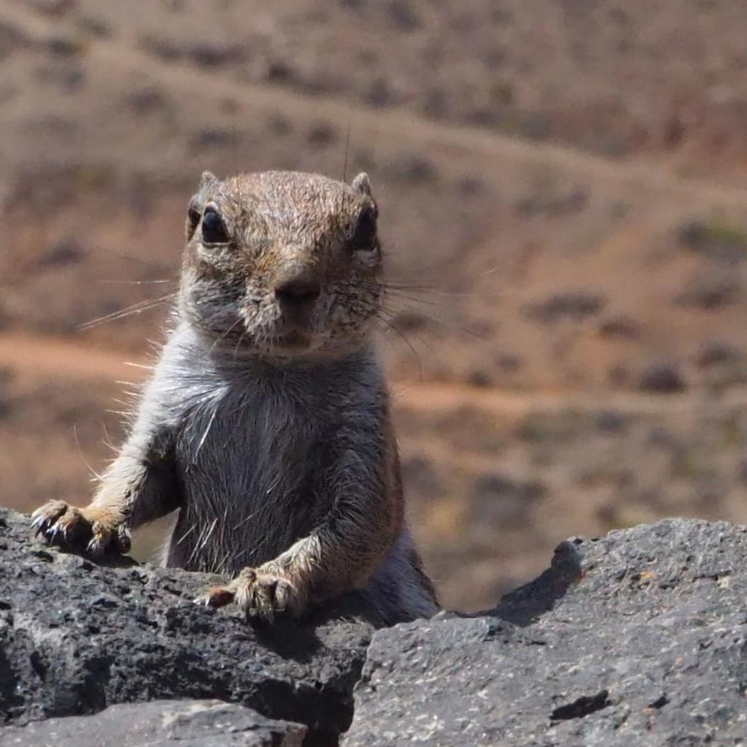 calsot   20190821 ardilla moruna 